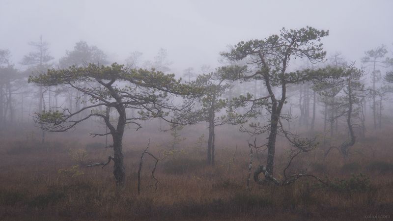 ленинградская область, болота, туман, осень, ноябрь Пространство безвременьяphoto preview