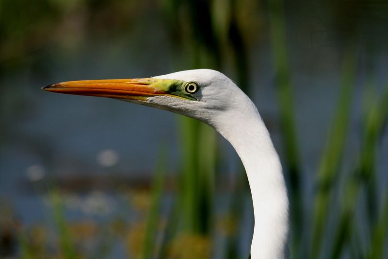 природа, животные, птицы, цапли, белая цапля, портрет, анималистика Нефертитиphoto preview