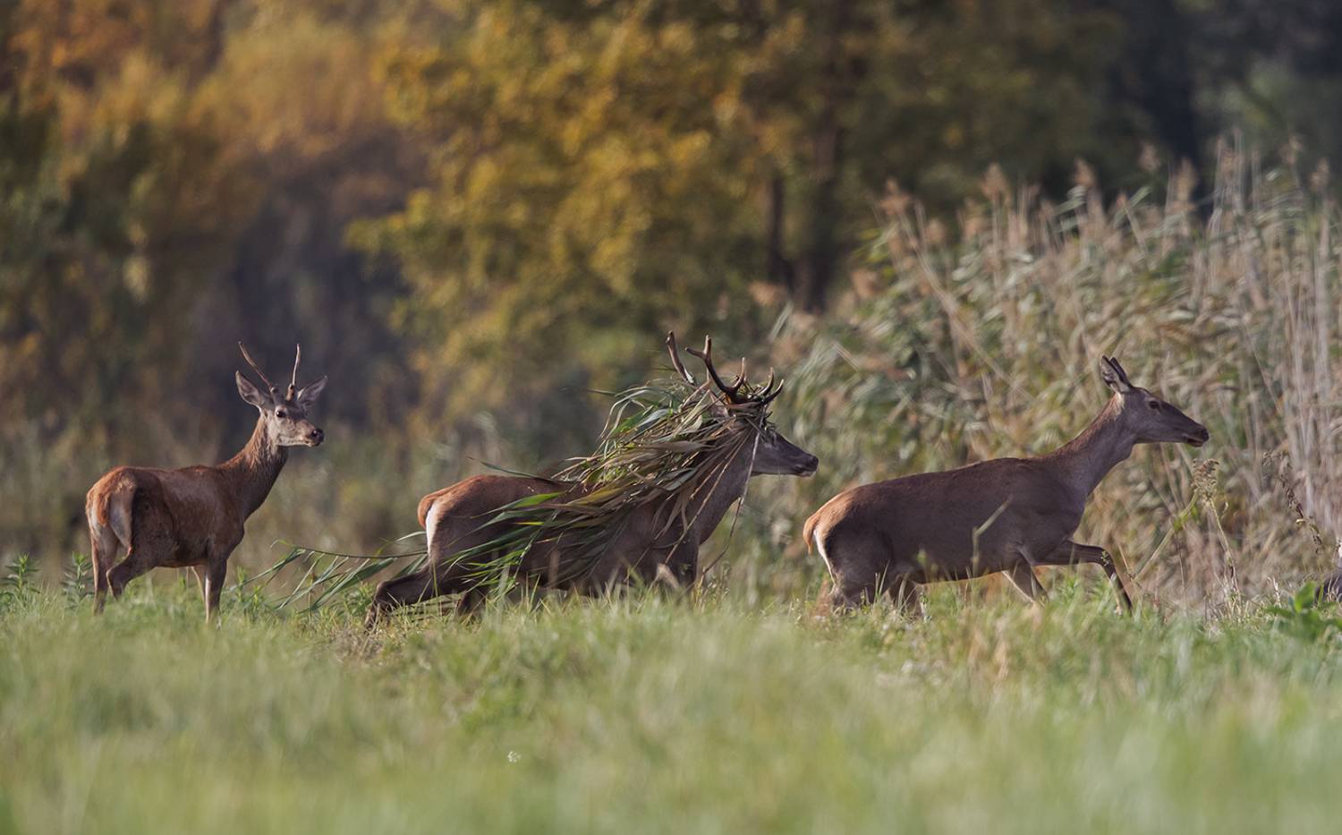 Главный. Автор: Budimir Jevtic , Budimir Jevtic