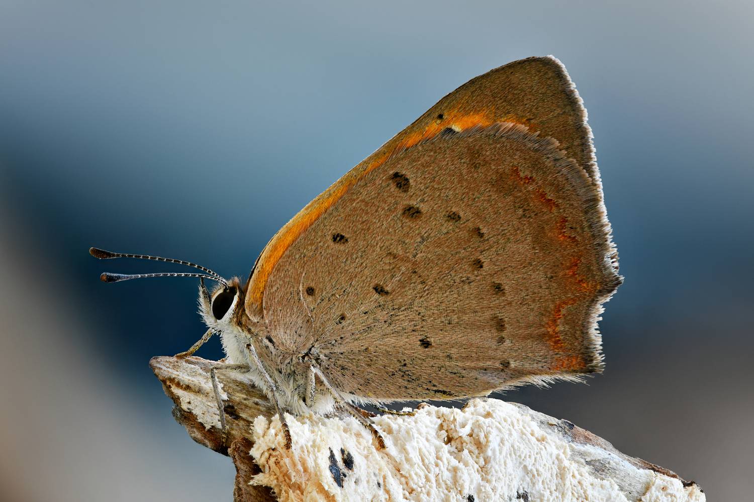 Червонец огненный. Автор: Антон Финевич , Антон Финевич