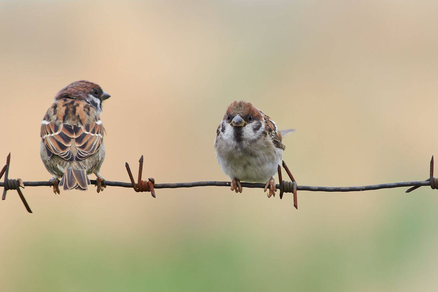Passer domesticus. Автор: Сторчилов Павел volgogad, russia, wildlife, bird, birds, birdswatching, volgograd, russia, wildlife, Passer domesticus, , Сторчилов Павел