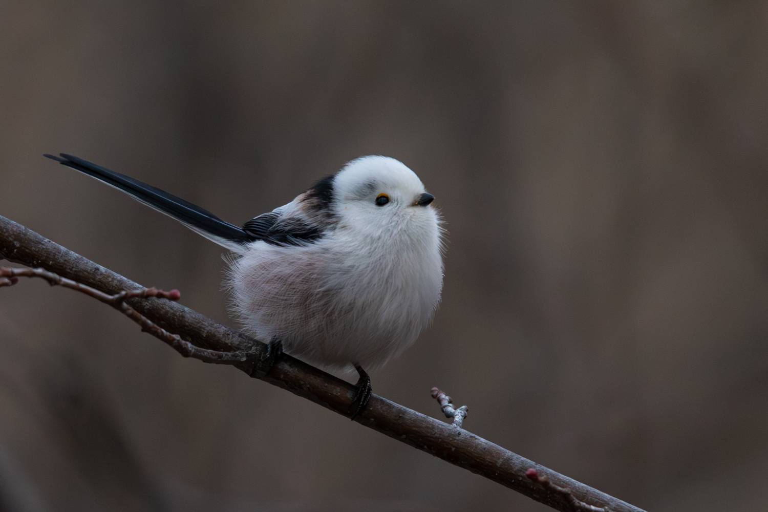 , Гильманов Артур