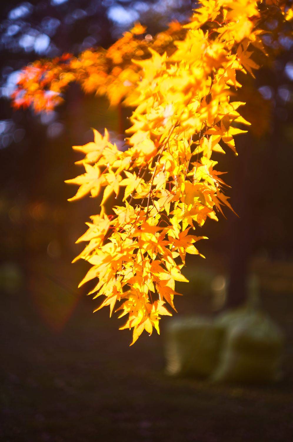 Autumn light and colors. Автор: Shin autumn, leaves, backlight, bokeh, maple, yellow, closeup, old lens, late afternoon, , Shin
