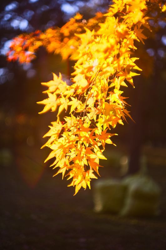 autumn, leaves, backlight, bokeh, maple, yellow, closeup, old lens, late afternoon,   Autumn light and colorsphoto preview