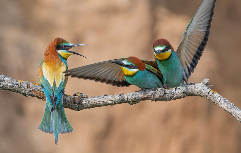 птицы, щурки, фотоохота, природа, весна, лето Моя!photo preview