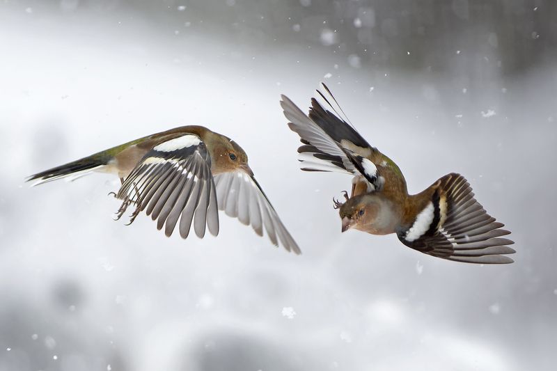 Зяблики в снегуphoto preview