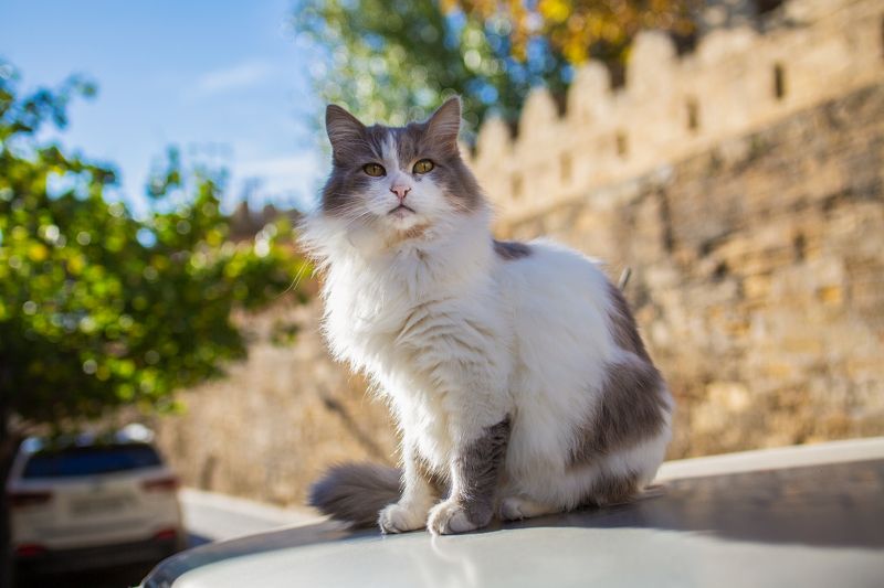 Пушистая photo preview