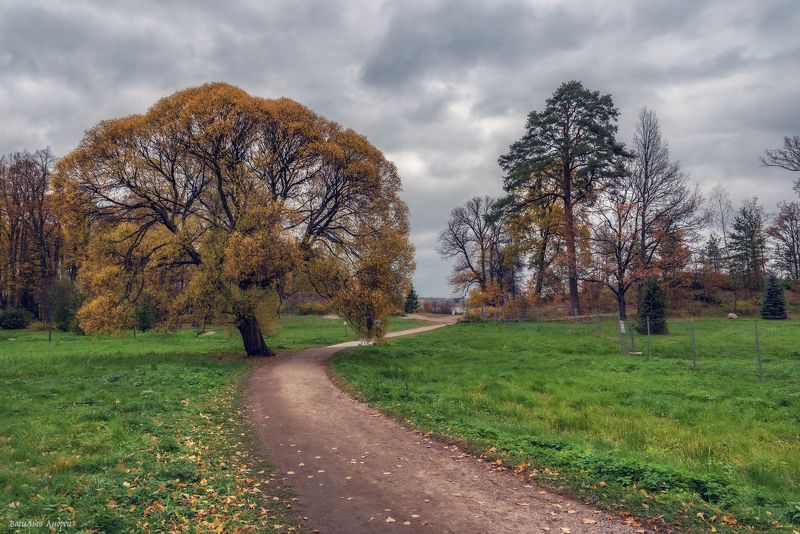 парк монрепо, ленинградская область, осень, парк В паркеphoto preview