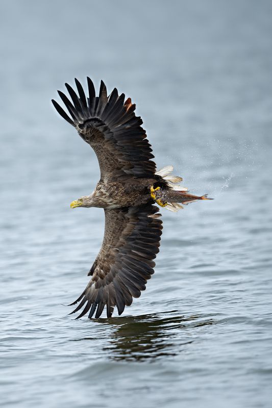 Bielik, ptak, ptak drapiezny, Haliaeetus albicilla, bird of prey Ptak drapiezny Bielikphoto preview