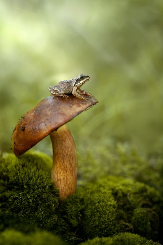 лягушка, макро, гриб Лягушонокphoto preview