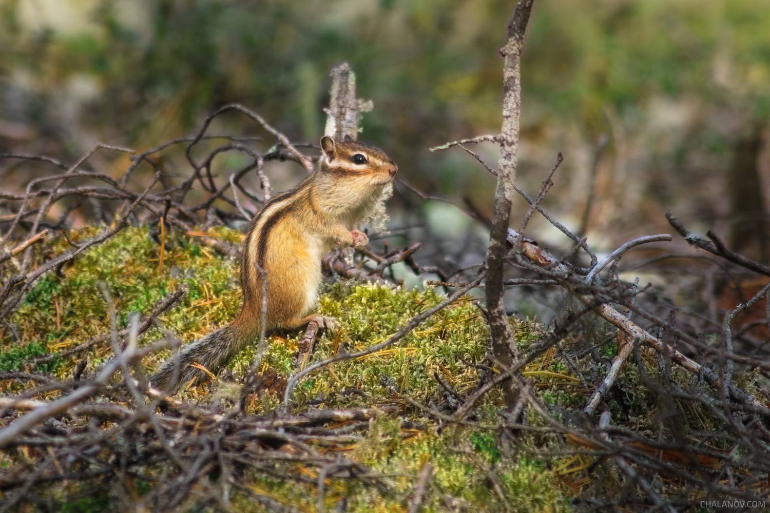 Осенний бурундук. Автор: Чаланов Иван бурундук, животные, осень, лес, природа, nature, animal, autumn, fall, forest, chipmunk, wildlife, Чаланов Иван