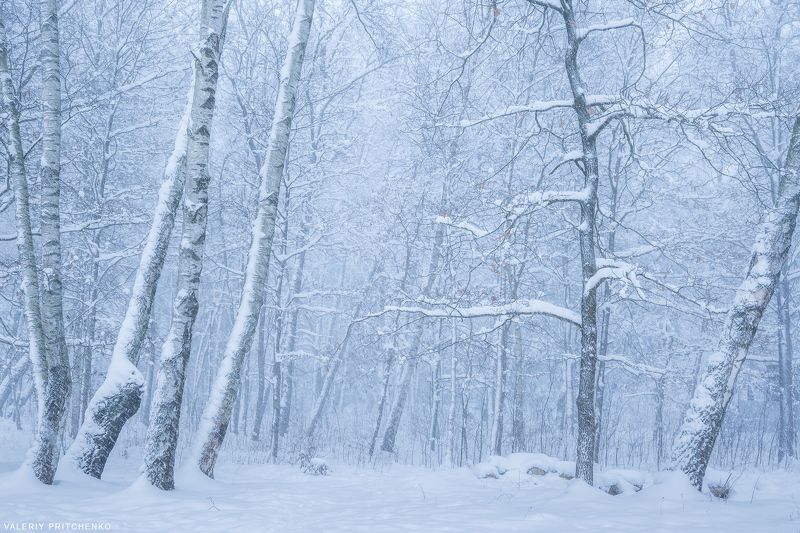 В снежном лесуphoto preview