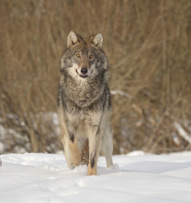 Серый Волкphoto preview