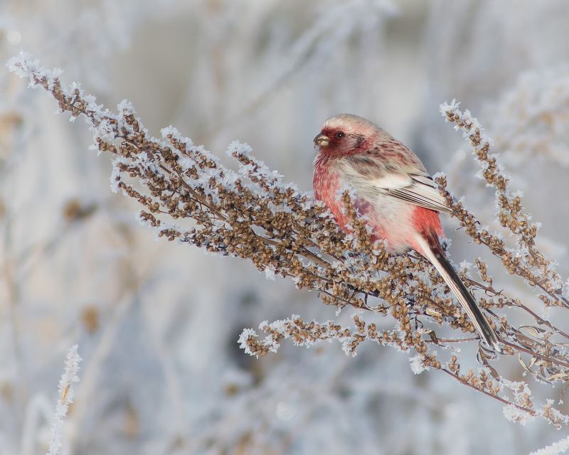 урагус Урагусphoto preview