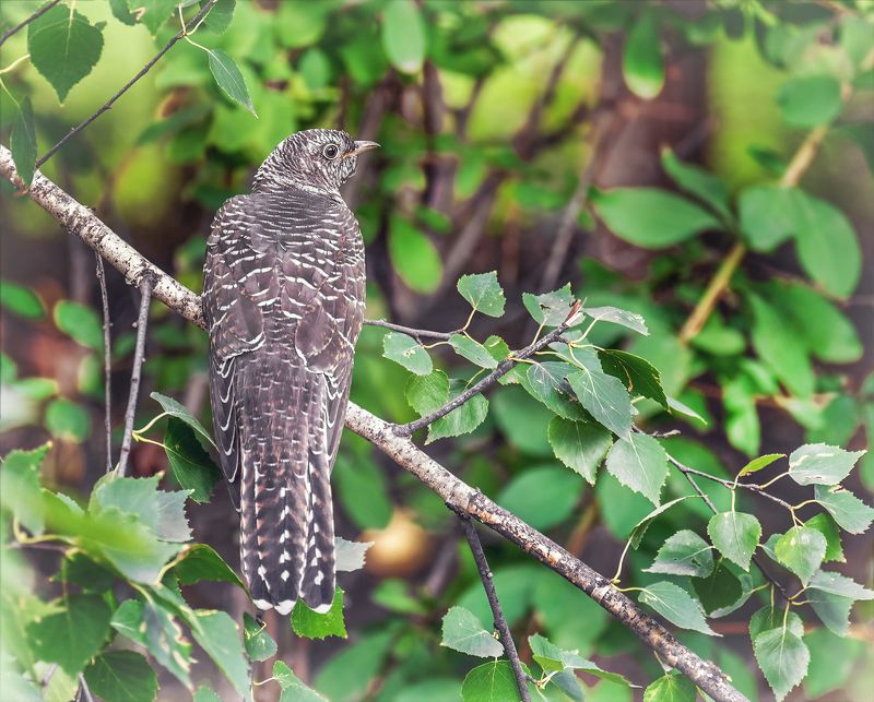 птица, кукушка, лес, Кукушка.photo preview