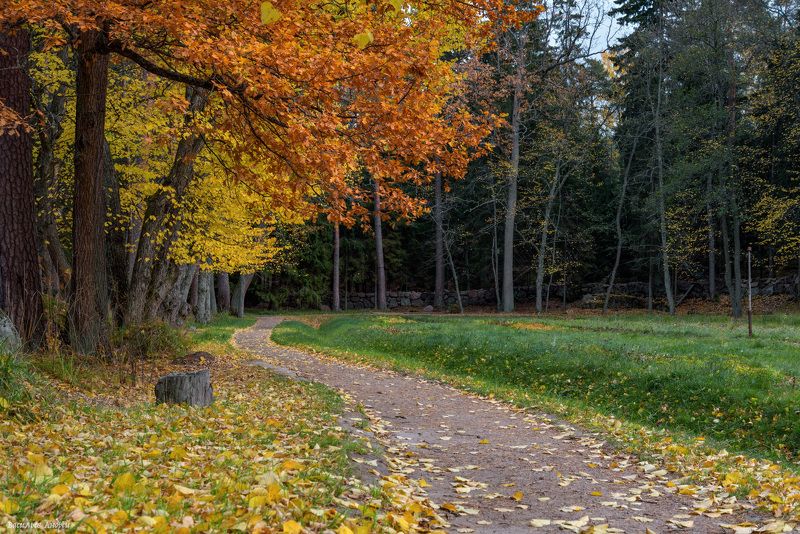 парк монрепо, ленинградская область, осень, парк Осень в паркеphoto preview