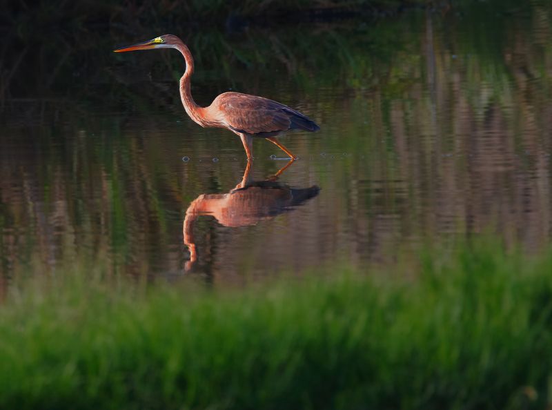 bird,birds,nikon,wild,water,shadows,lake,pond,flowers,swan,colors,nikon,beauty,nature,animals,eyes,egret,songbird,jungle,white,wings,fly Heronphoto preview