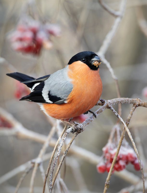 снегирь, птицы, фото птиц Снегирь.photo preview