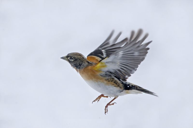 Горный зяблик в снегуphoto preview