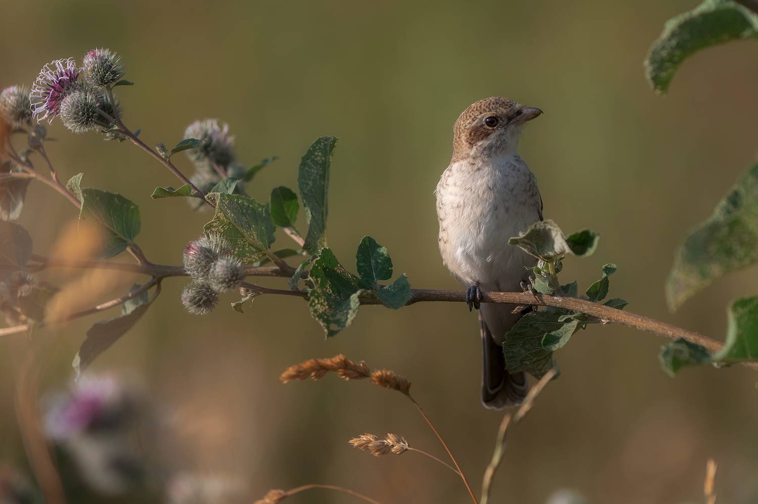природа, жулан, птицы, фотоохота, Романова Екатерина