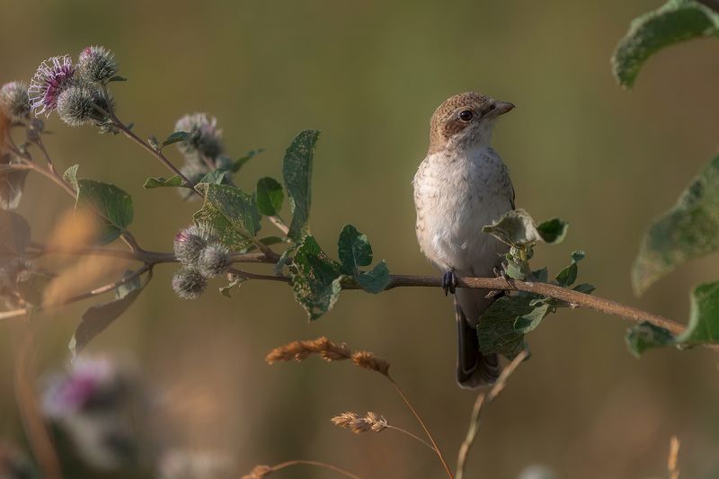 природа, жулан, птицы, фотоохота Жуланphoto preview