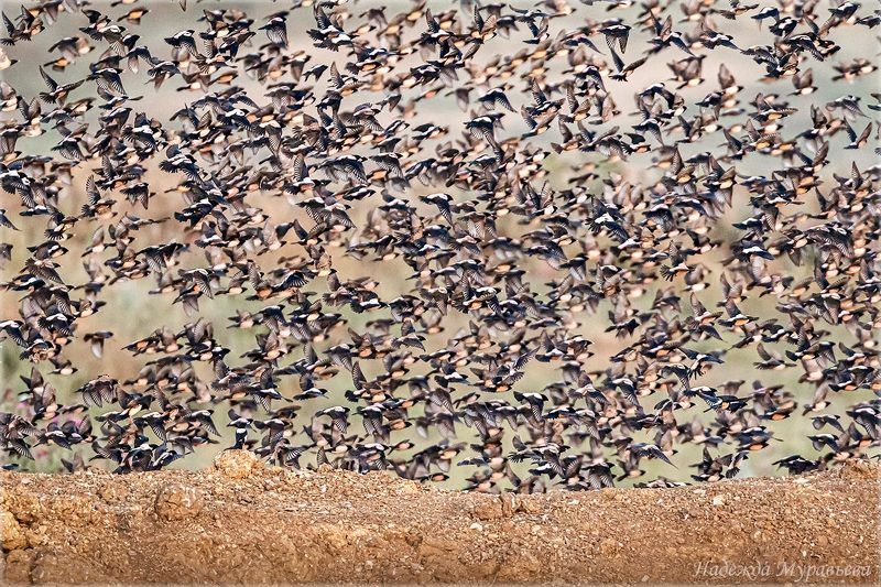 розовые скворцы, pastor roseus, красная книга крыма, керченский полуостров, стая, птицы, полёт, Розовые скворцыphoto preview