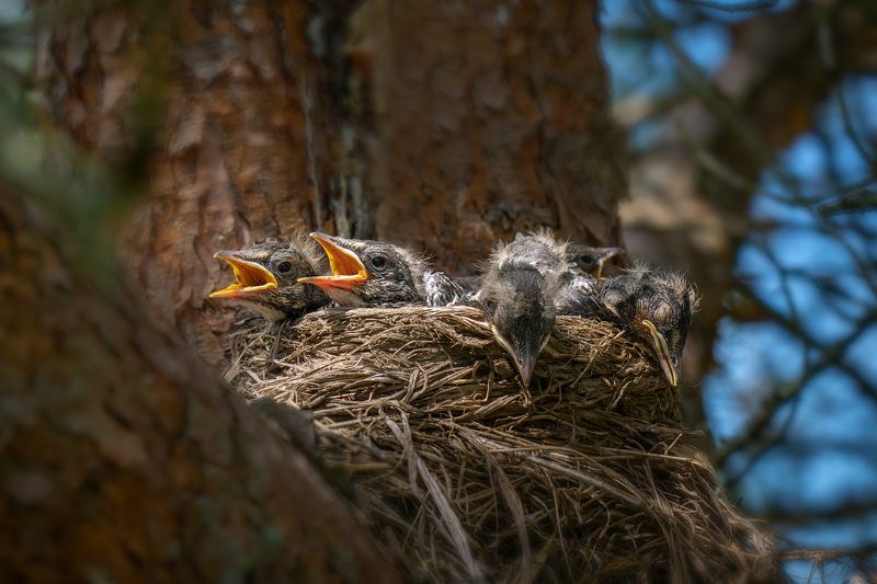 птенцы, дрозды, птицы, фауна, гнездо Бодрый дуэтphoto preview