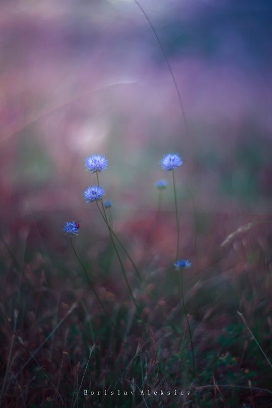 flowers,pink,blue,green,purple,light,bokeh,nature, Blue фото превью