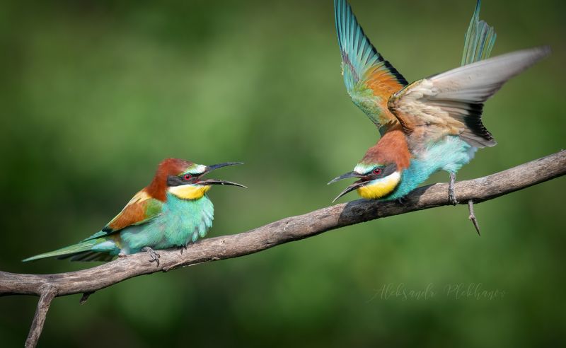Увидено в живой природеphoto preview