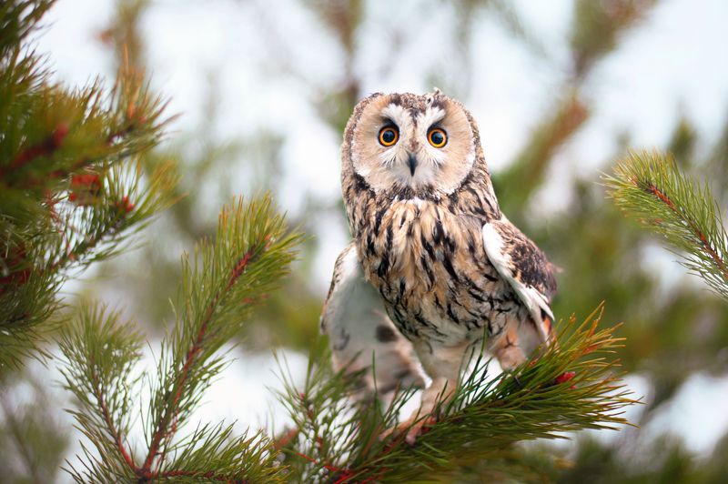 сова, птица Соваphoto preview