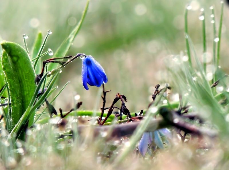 Веснаphoto preview