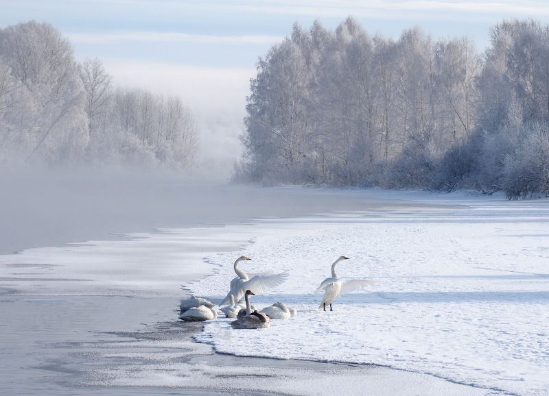 Белый станphoto preview