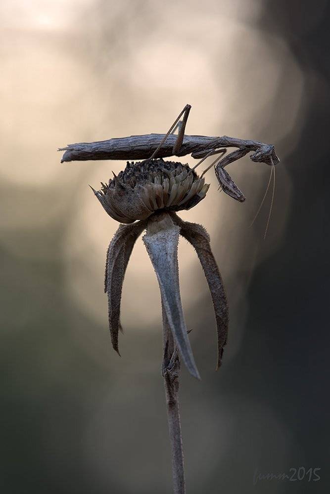 , Игорь ФУММ