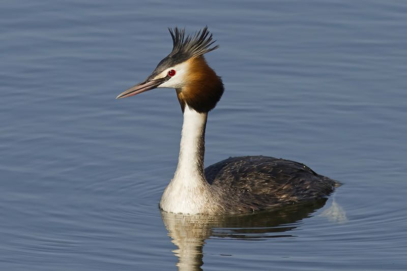 чомга, Great crested grebe.photo preview