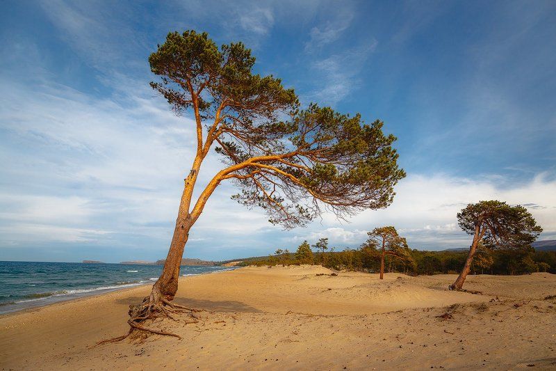 Ольхонские сосныphoto preview