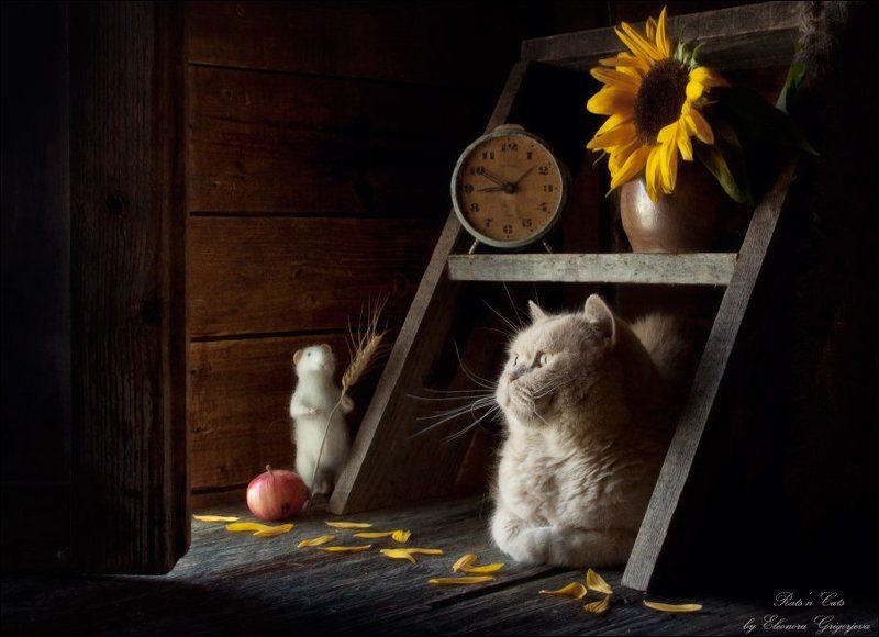 rats\'n\'cats, кошки-мышки Rats\'n\'Cats. Вот и осень...photo preview
