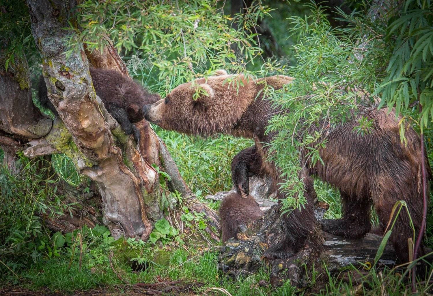 - Мам, я болбше не буду !. Автор: Ирина Назарова воспитание, камчатка, курильское озеро, мама, медведи, медведица, медвежонок, Ирина Назарова