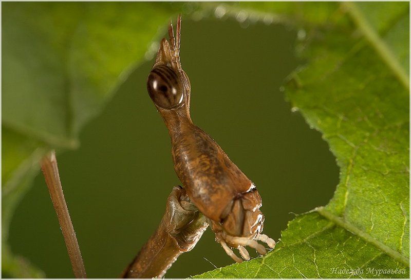 Acridoidea, Caelifera, Proscopia sp.,, Proscopia sp., Длинноголовая сар, Proscopiidae, Длинноголовая, Саранча \
