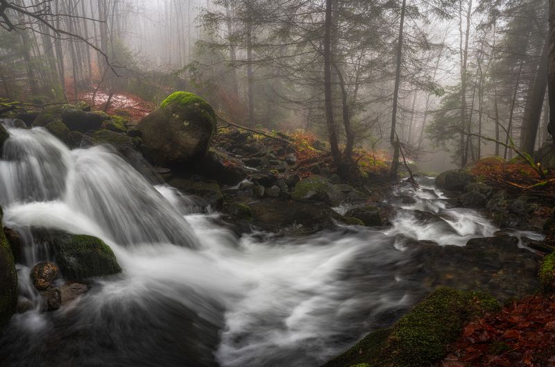 fog forest woodland waterfall  The foggy forestphoto preview