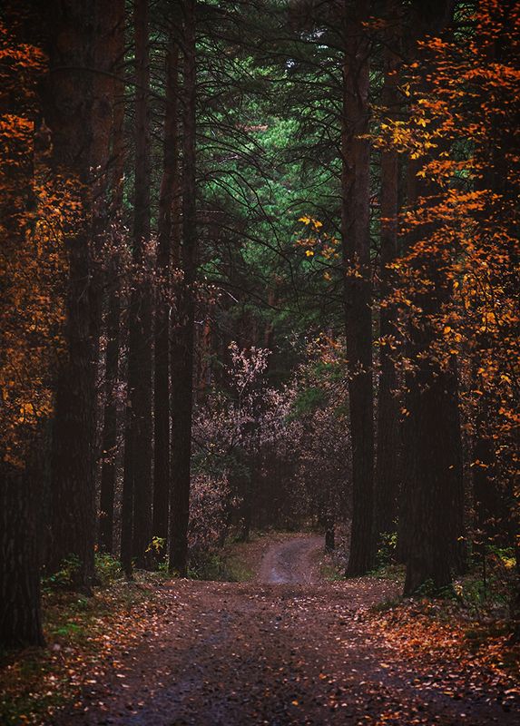 Осенний лесphoto preview