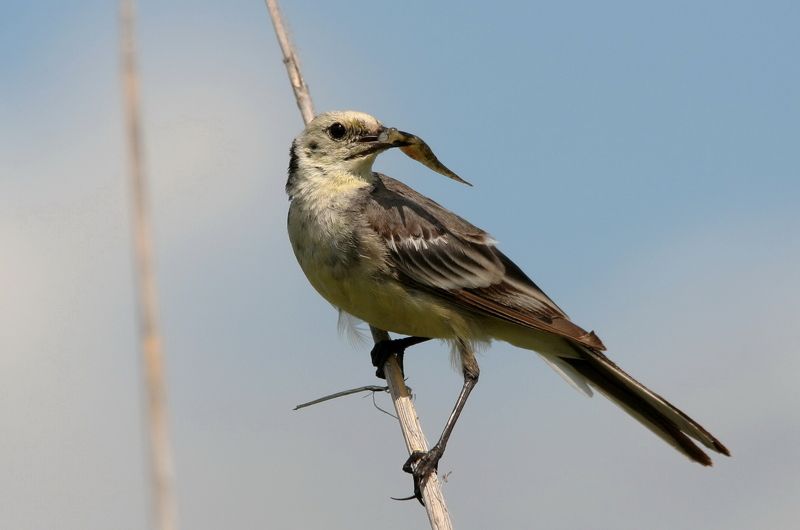 животные, природа, птицы, трясогузка белая, анималистика Утренний уловphoto preview