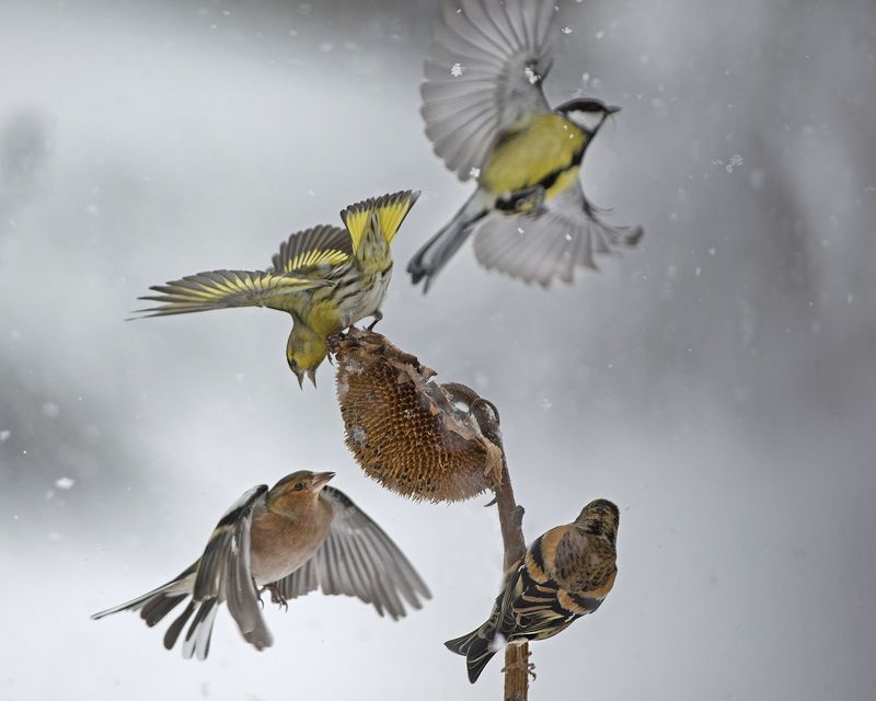 Зима - борьба за едуphoto preview
