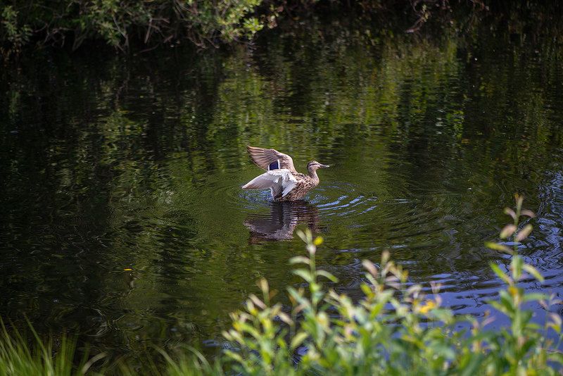 утки, лето, озеро Грациозностьphoto preview