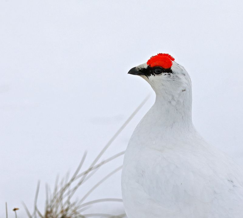 «И тут выхожу я, весь в белом…»photo preview