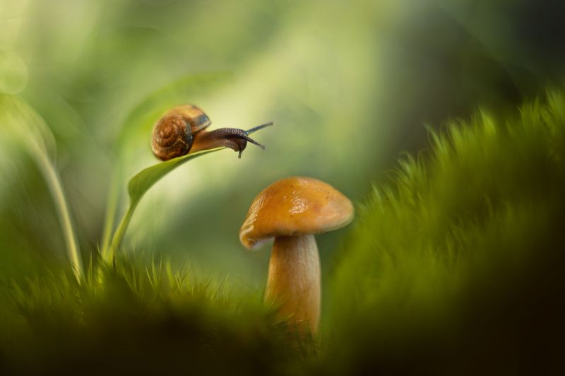 улитка, макро, гриб Улитка и грибphoto preview