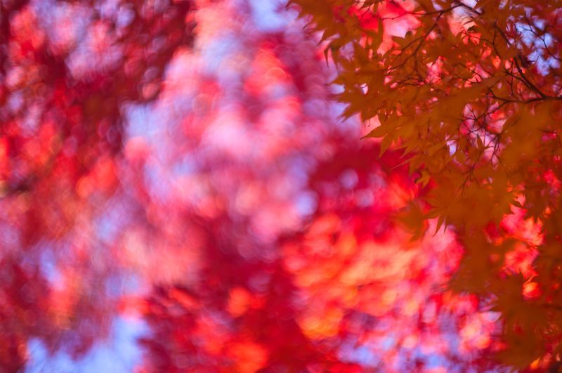 autumn, leaves, maple, red, bokeh, backlight, closeup, gorgeous, colors, Red maplephoto preview