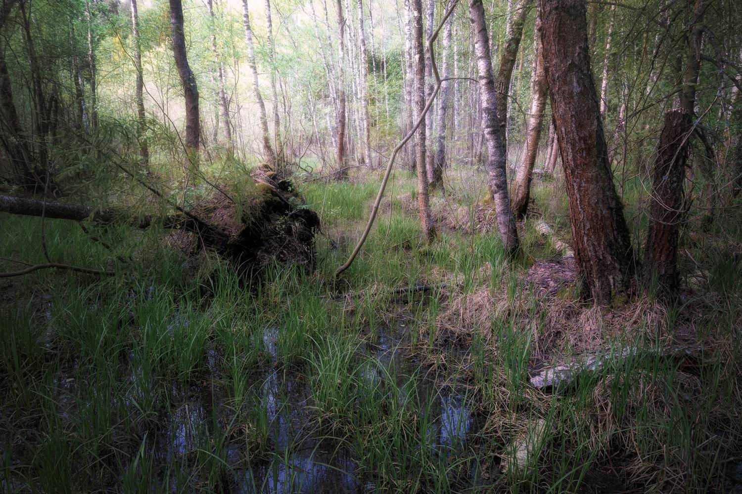 В весеннем лесу. Автор: Валерий Вождаев лес, деревья, листва, Валерий Вождаев
