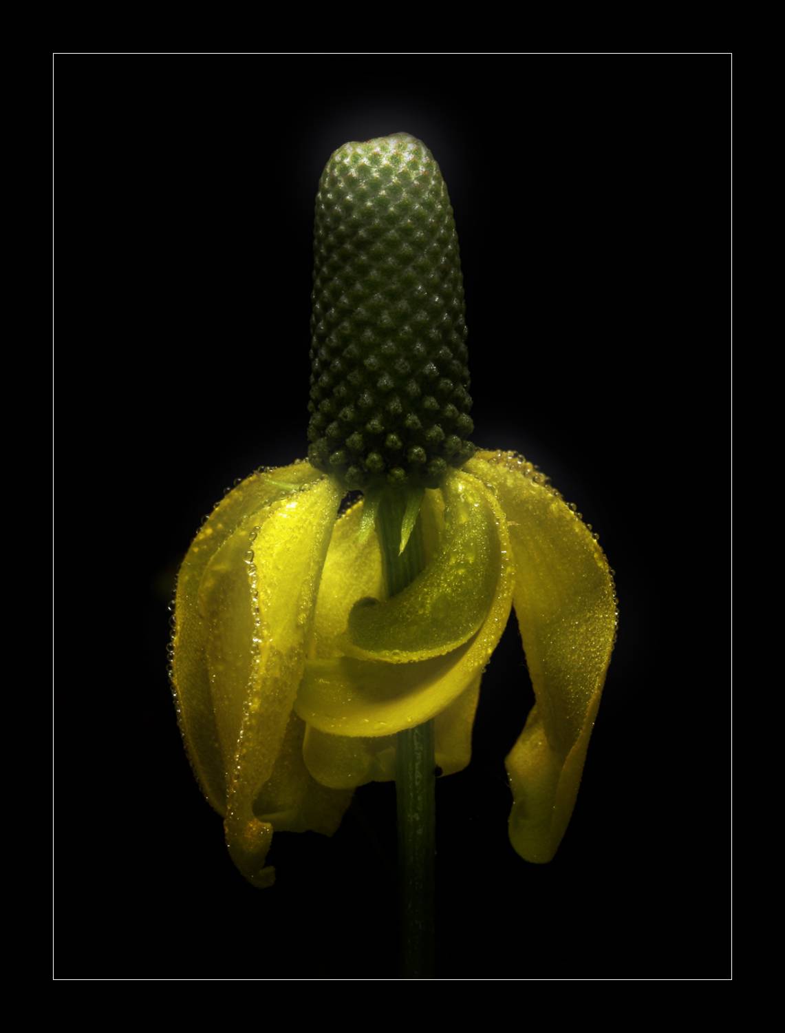 -, Alexander Svetlov