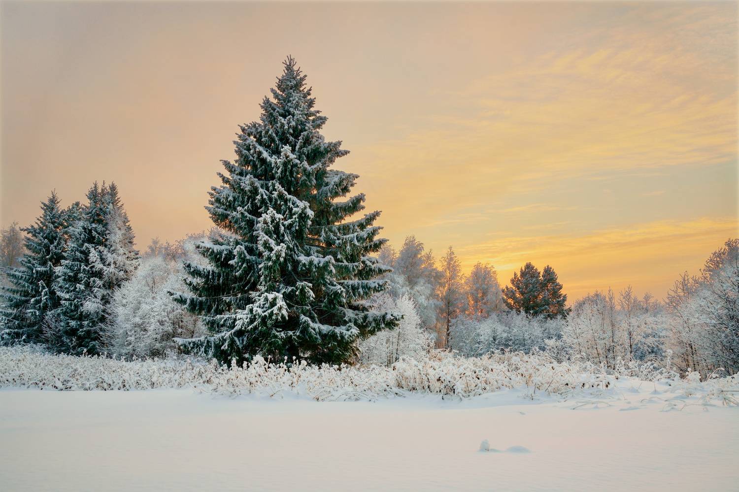 День в Декабре. Автор: Шишпанов Игорь поляна, лес, солнце, снег, зима, Шишпанов Игорь