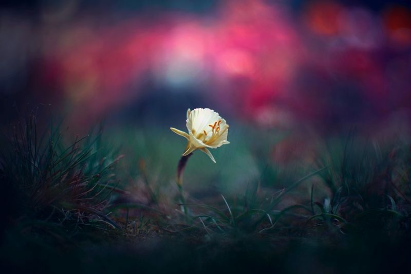 flowers,pink,blue,red,purple,light,bokeh,nature, Nature фото превью